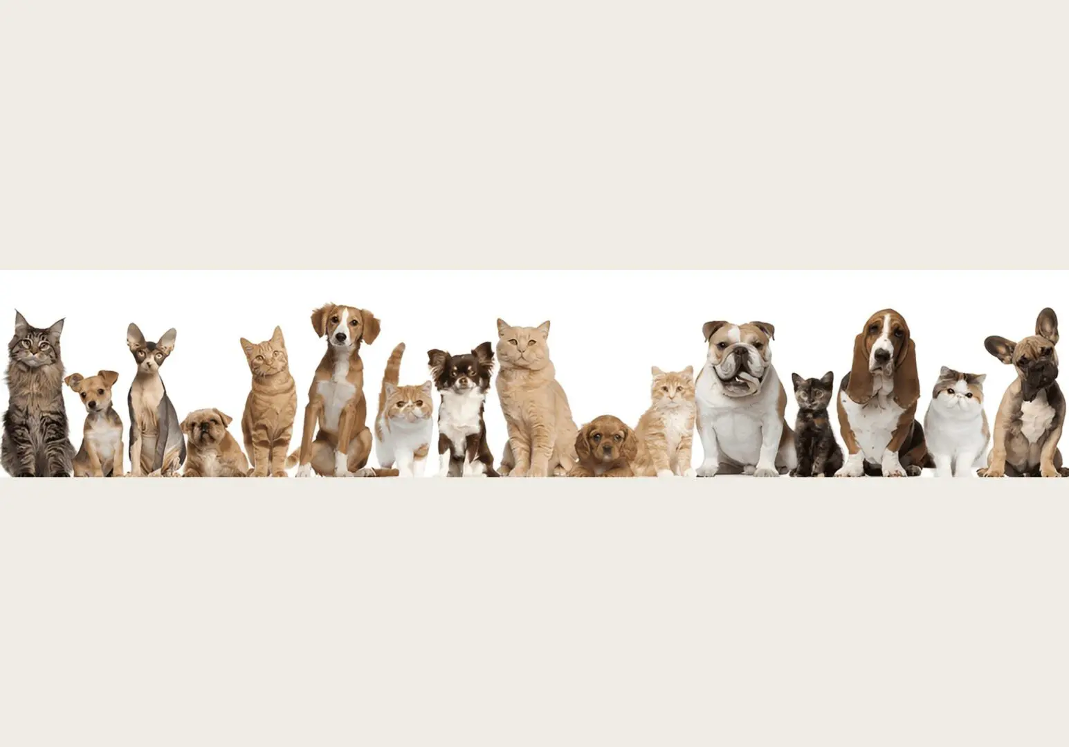 Assorted cats and dogs together