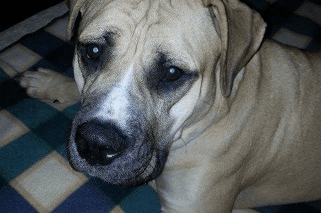 Close-up of a dog's face on blanket