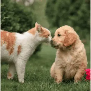 Cat and dog friendship moment