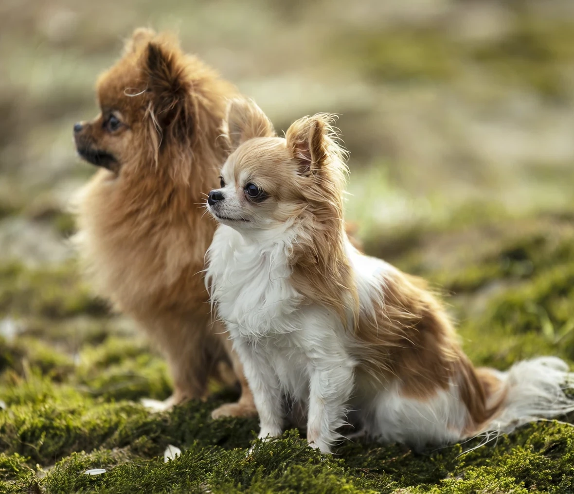 Two small dogs sitting on grass