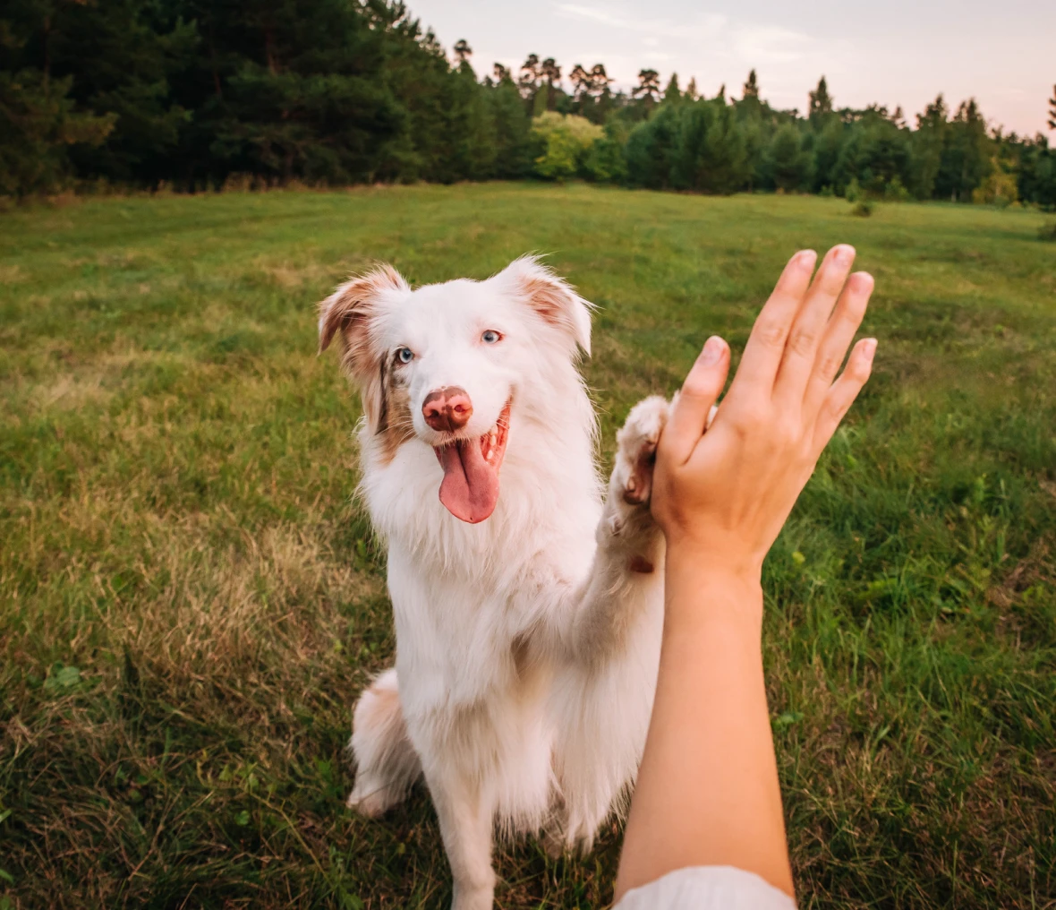 Person and dog high five moment