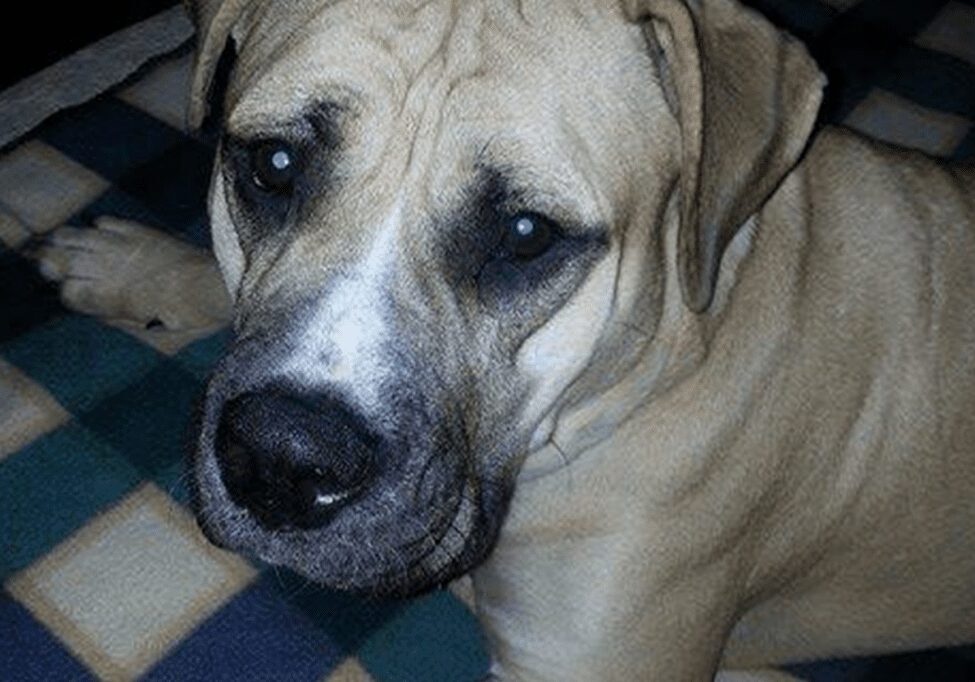 Close-up of a dog's face on blanket