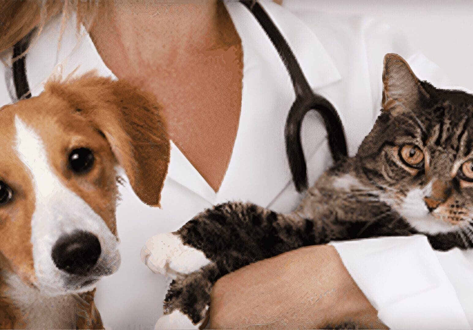 Veterinarian holding a puppy and a cat.